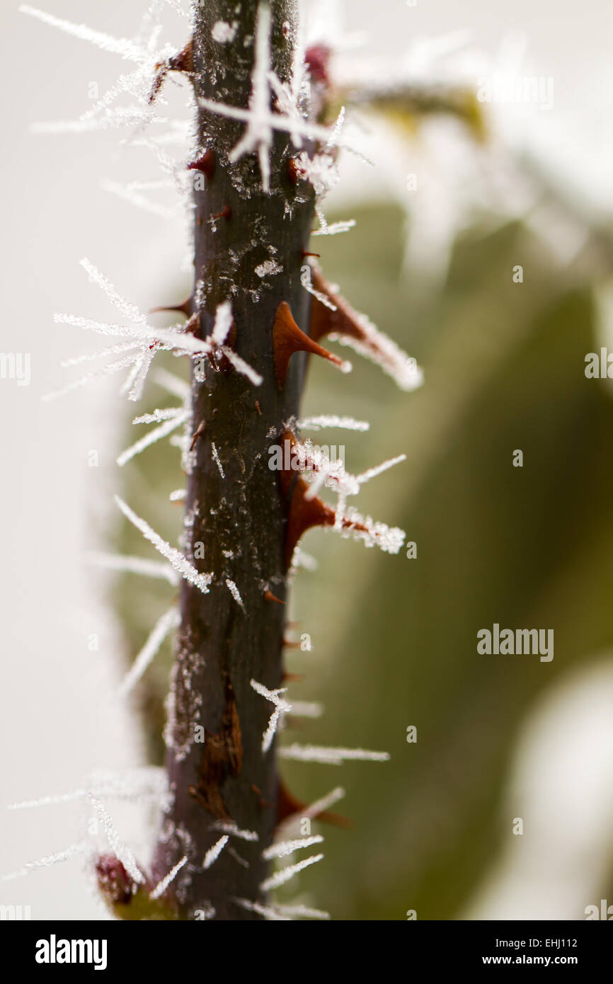 Hoarfrosted rose thorn Foto Stock