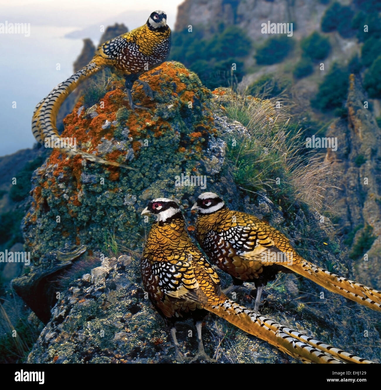 Fagiano(Syrmaticus reevesi) sulle rocce square Foto Stock