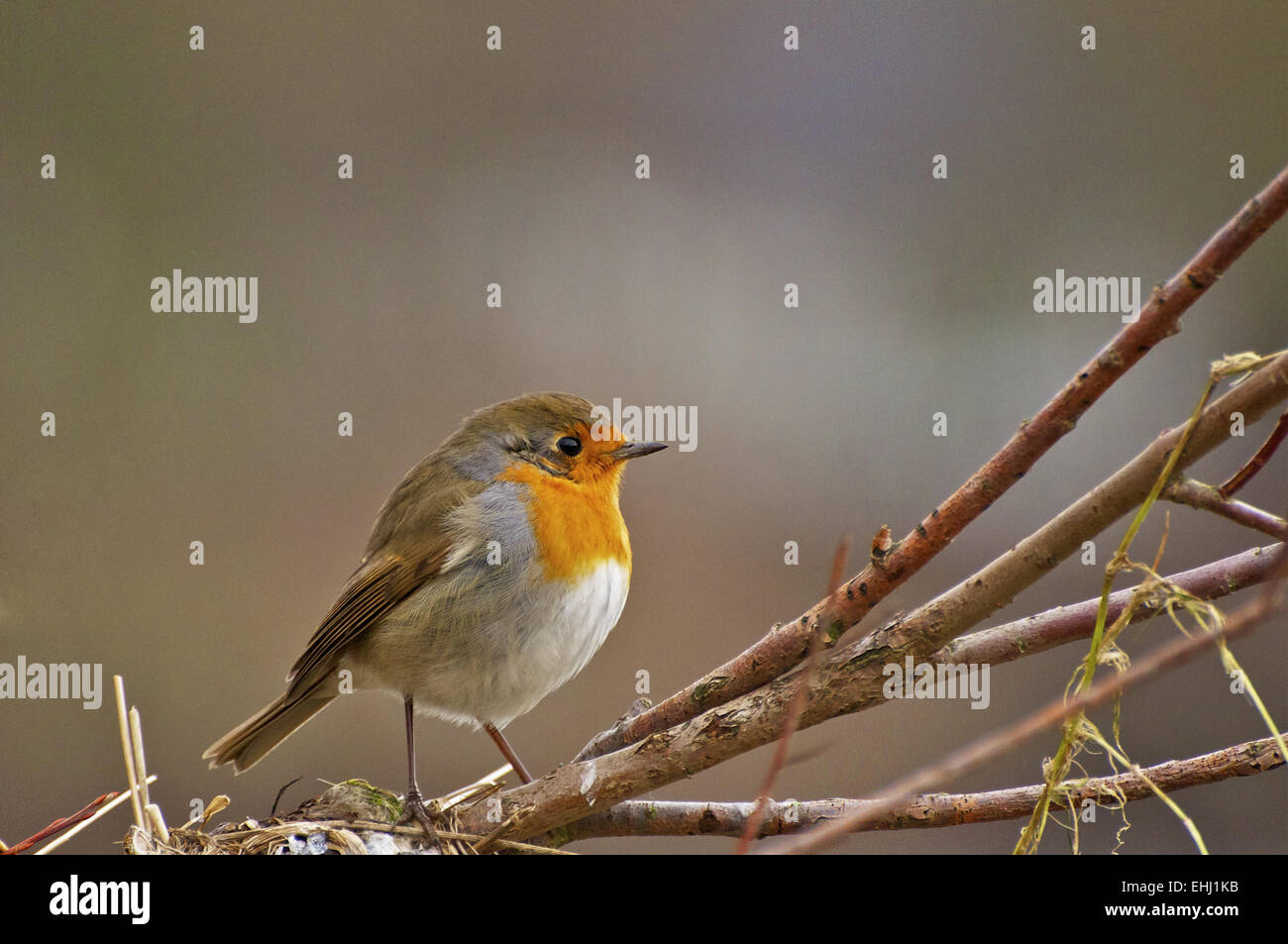 Pettirosso europeo Foto Stock