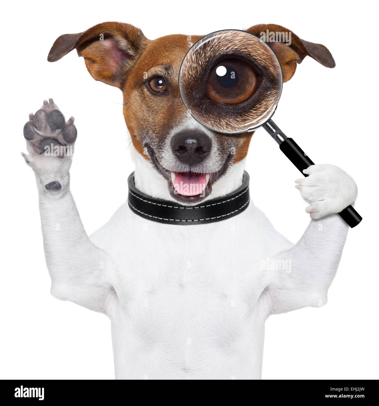 Cane con lente di ingrandimento Foto Stock