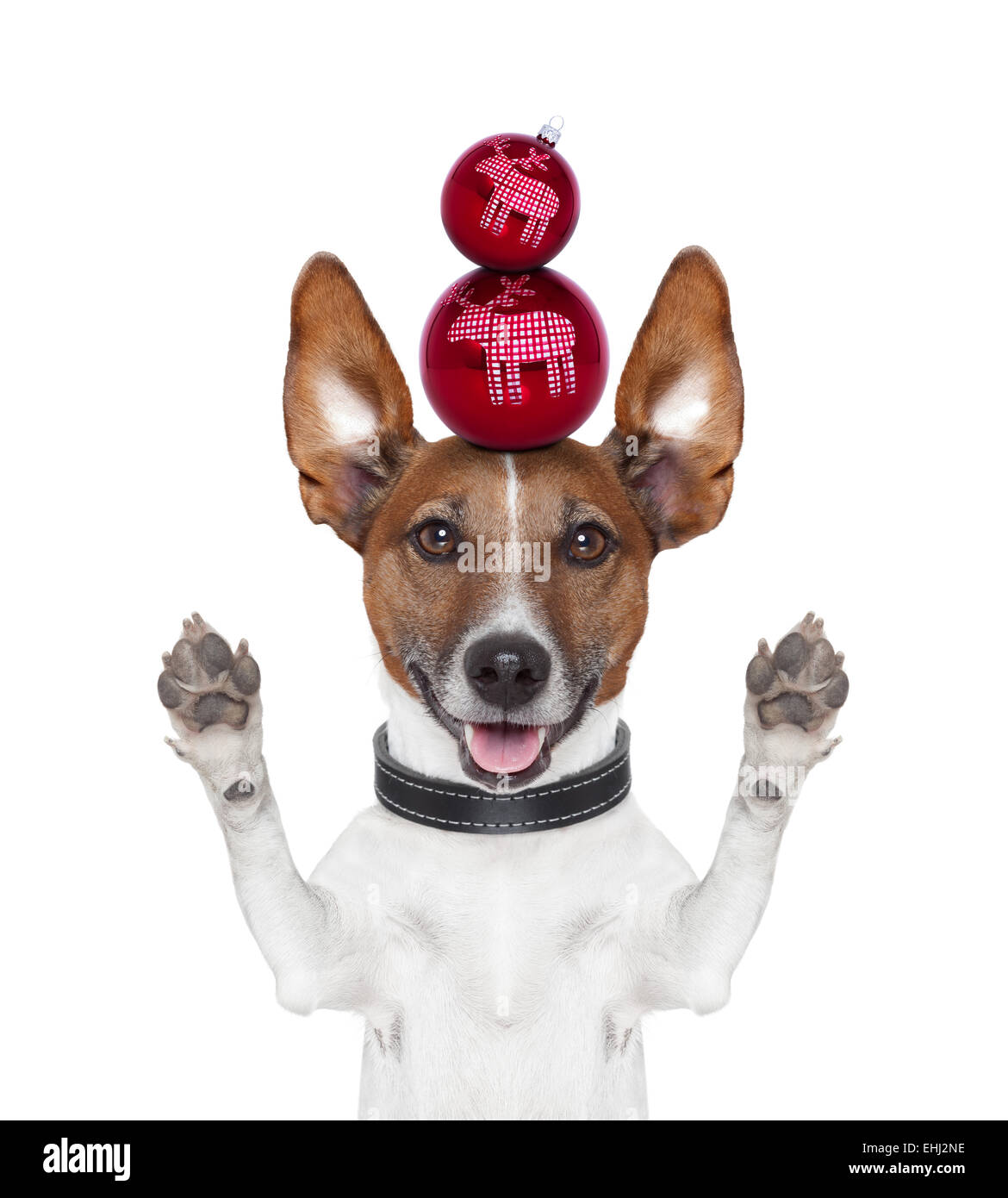 Le palle di Natale cane zampe fino Foto Stock