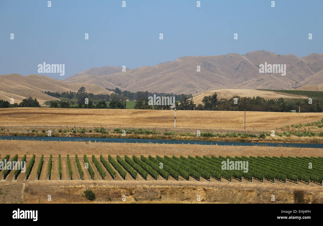 Le uve e i terreni agricoli e pascoli vicino alle montagne di Isola del Sud della Nuova Zelanda Foto Stock