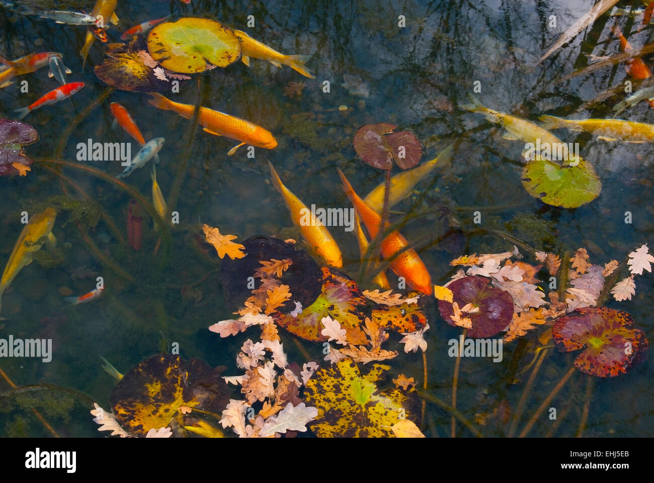 Foglie di autunno sull'acqua e pesci(Cyprinus carpio).Background.orizzontale Foto Stock