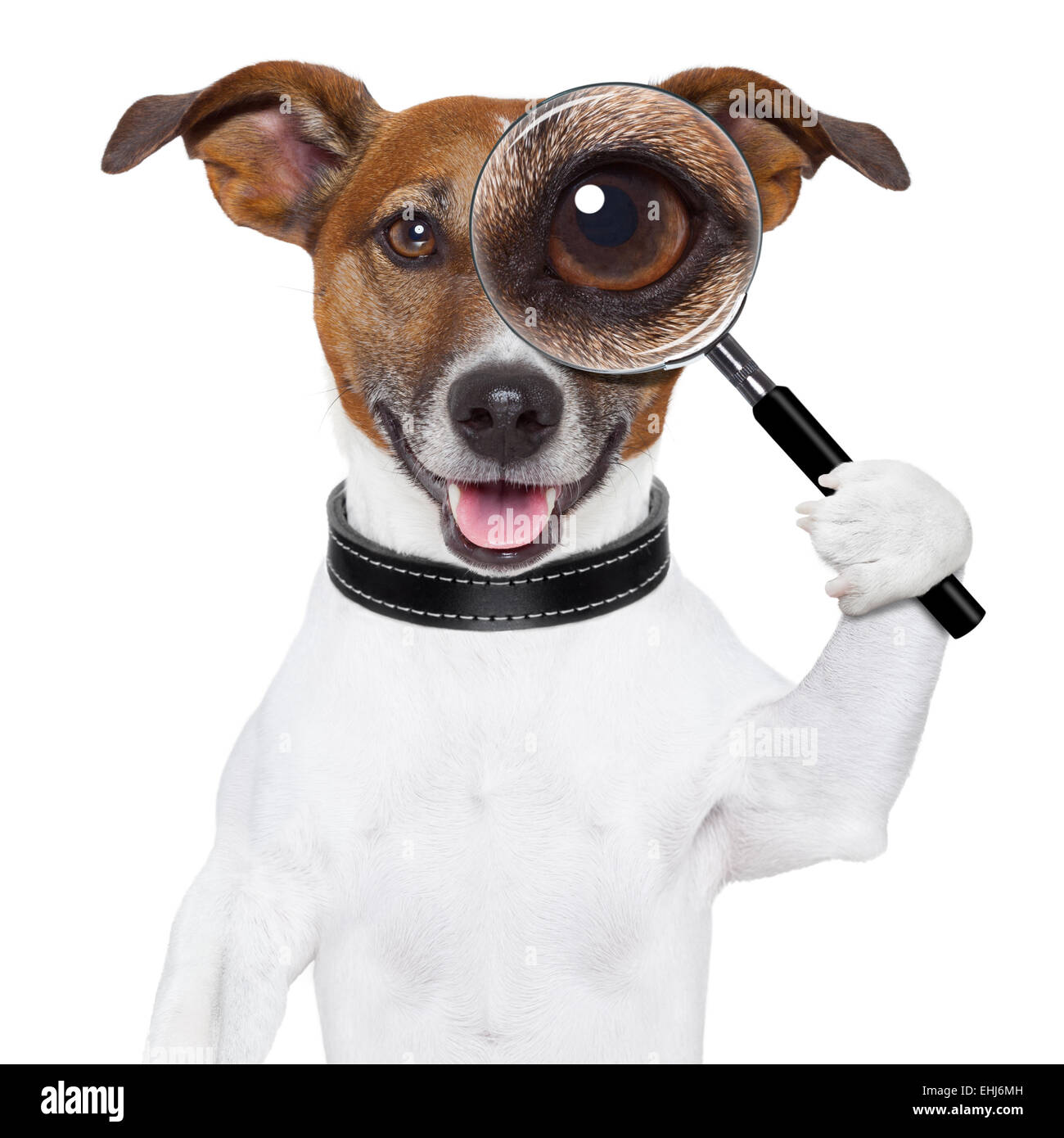 Cane con lente di ingrandimento Foto Stock