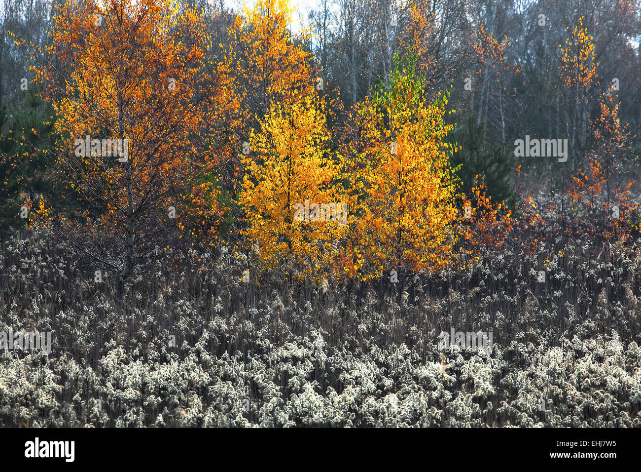 Paesaggio protetto area Luisenthal, Saarland Foto Stock