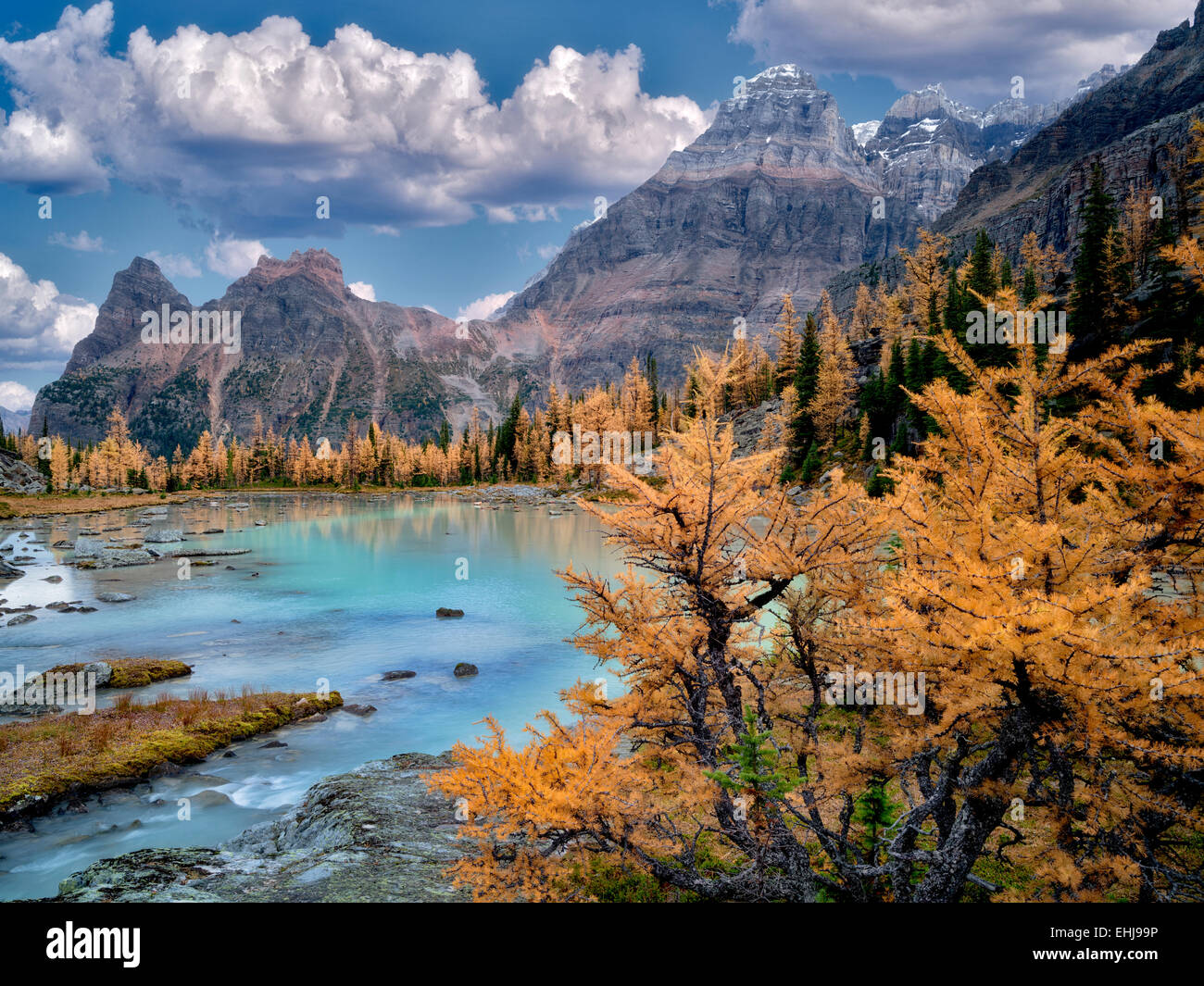 Mt Huber e caduta larice colorato. Altopiano Opabin della British Columbia Canadian Rockies e il Parco Nazionale di Yoho. Foto Stock