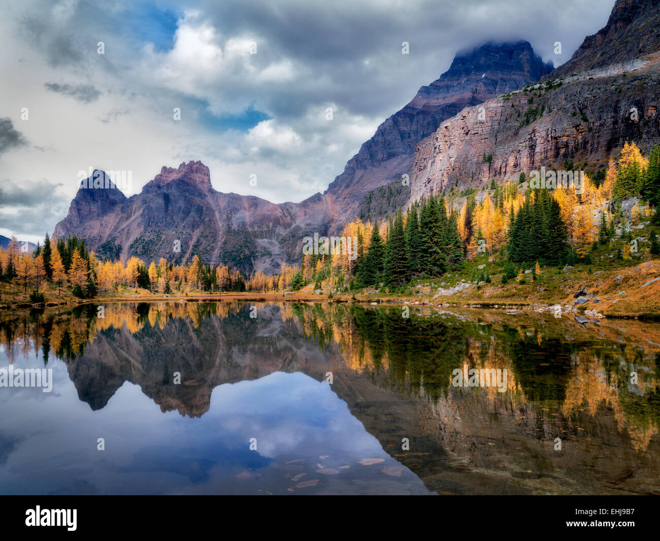 Il lago di riflessione il larice in autunno a colori e le montagne. Parco Nazionale di Yoho, Opabin altopiano, British Columbia, Canada Foto Stock