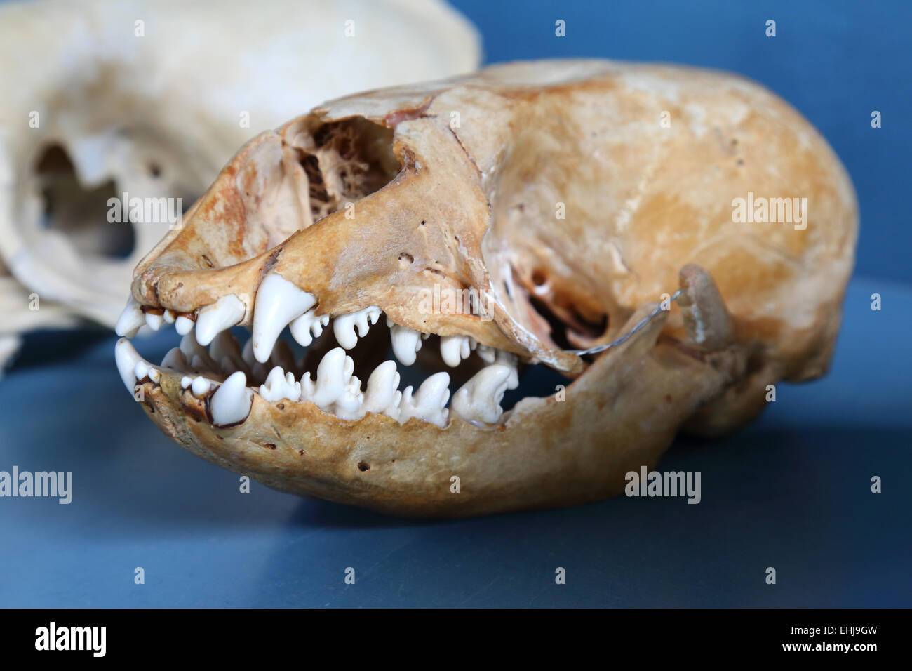 Guarnizione Crabeater cranio, close up Foto Stock