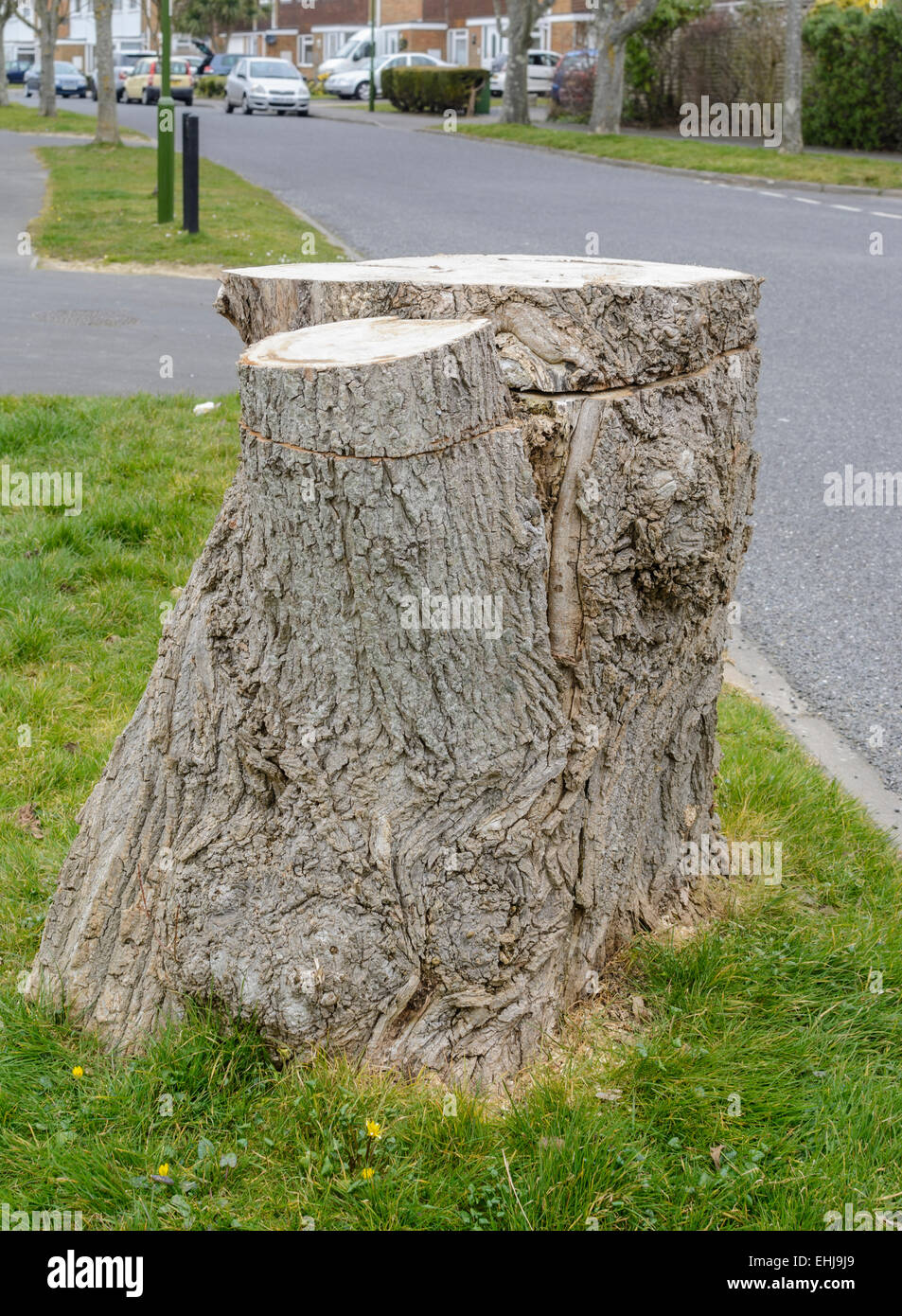Il moncone di un grande albero sul ciglio della strada dopo essere stato tagliato. Foto Stock