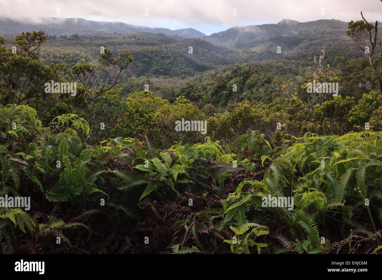 Deserto Alakai preservare guardando da Koke'e stato parco vicino Waiʻaleʻale, uno dei luoghi più piovosi sulla terra. Foto Stock