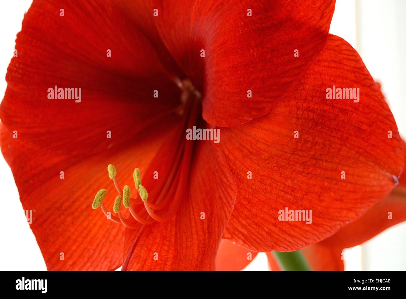 pianta da interno Foto Stock