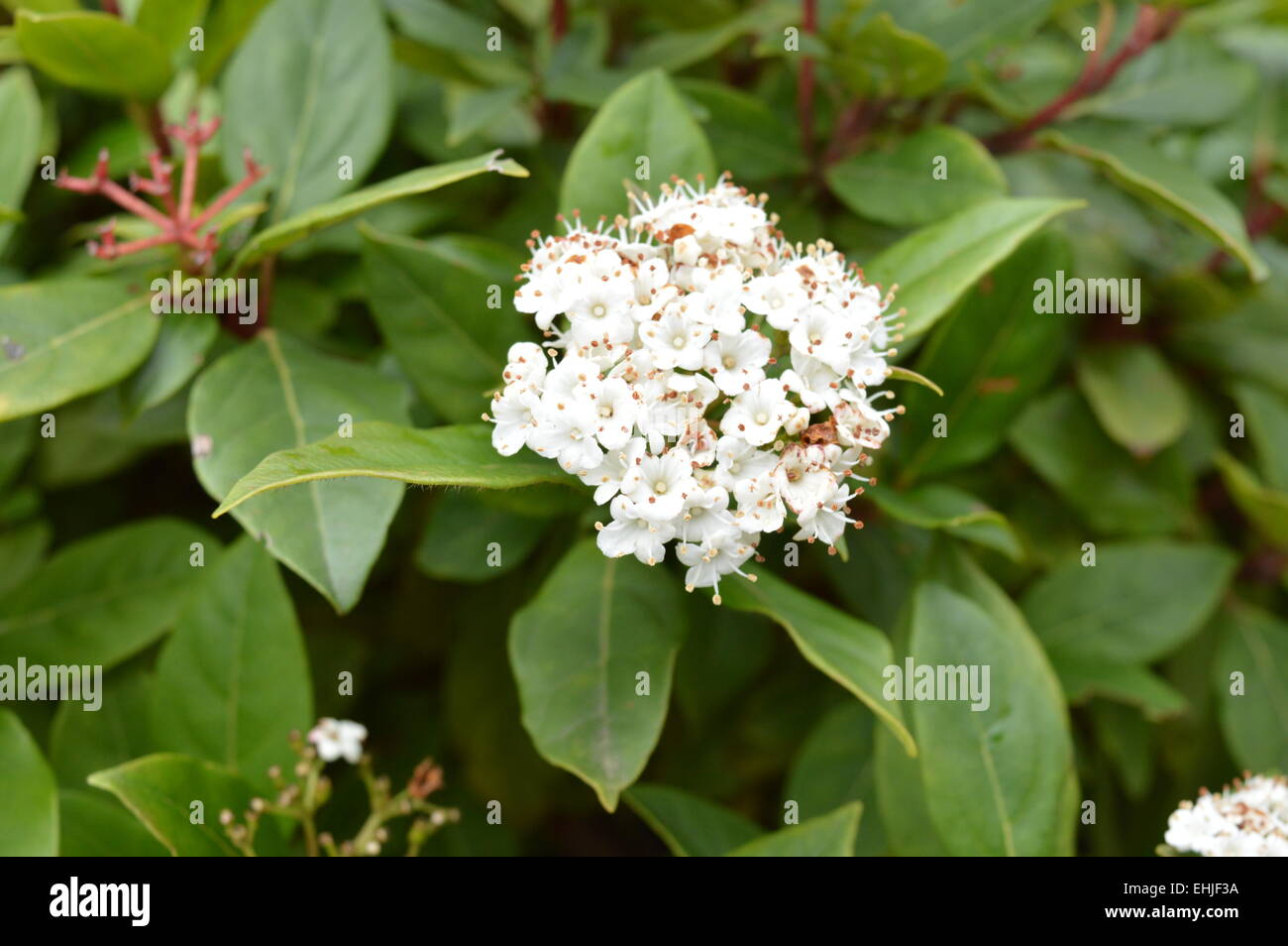 Molto piccolo ma incantevole fiori bianchi insieme. Foto Stock