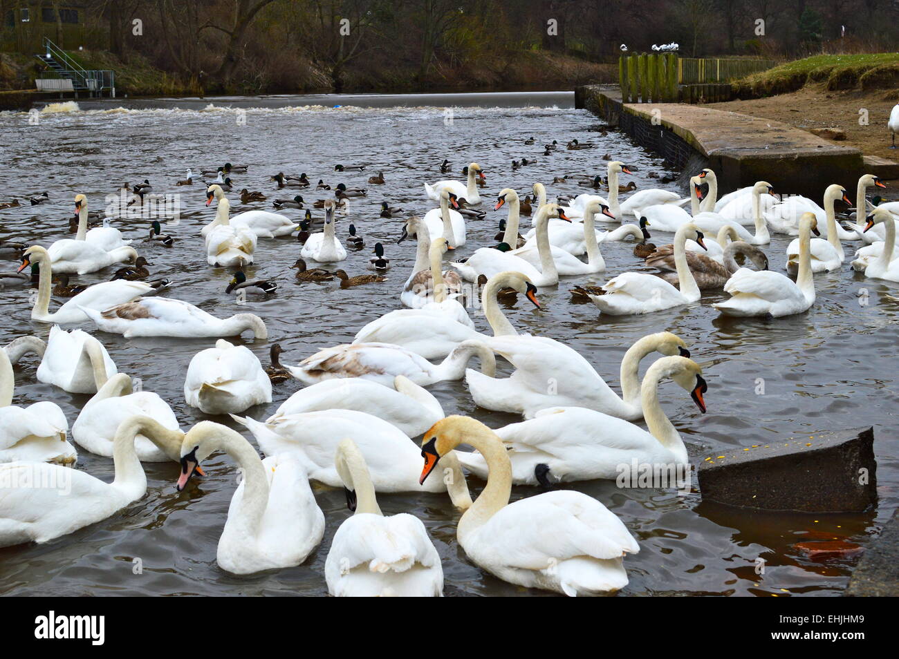 Cigni (Cygnus olor) in Chester le street Riverside Park. Molti di loro sono stati uccisi nei primi mesi del 2015 a causa di avvelenamento da piombo. Foto Stock