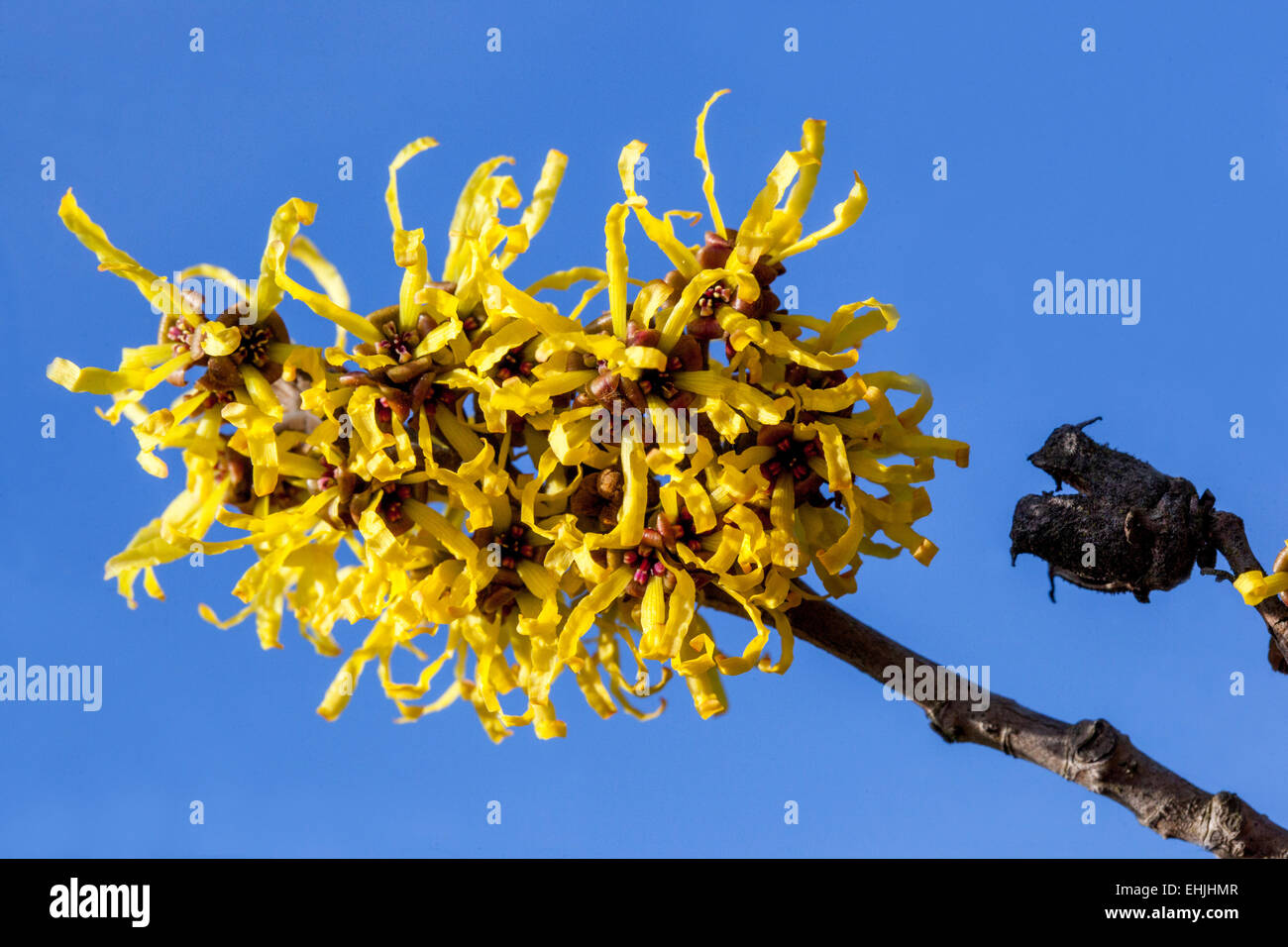 Witch Hazel, Hamamelis mollis Close Up Winter, fioritura, pianta Foto Stock
