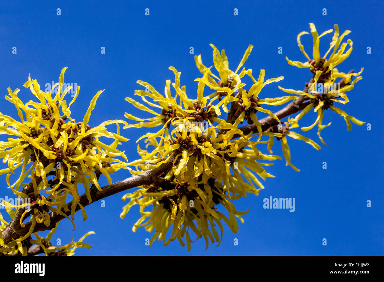 Amamelide, Hamamelis mollis close up Foto Stock