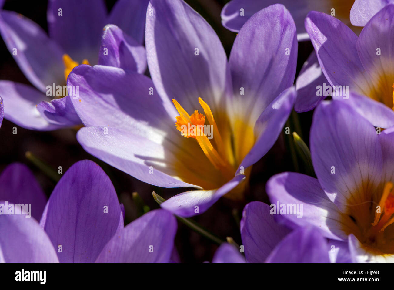 Crocus Sieberi tricolore close up Foto Stock