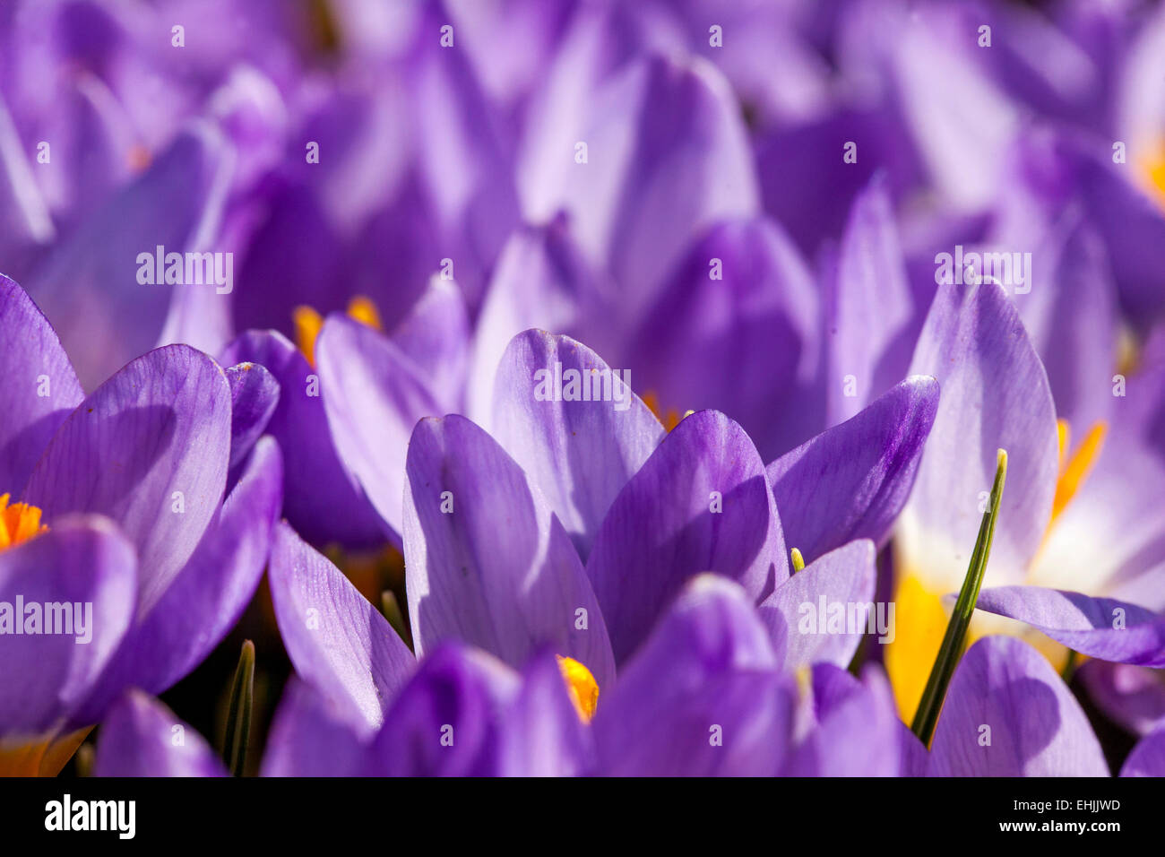 Crocus Sieberi tricolore Foto Stock