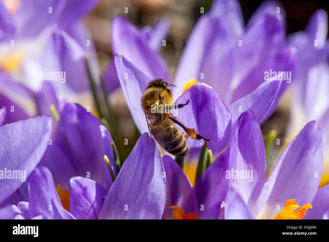 Primo piano Honey ape sul fiore Crocus Sieberi Tricolor Foto Stock