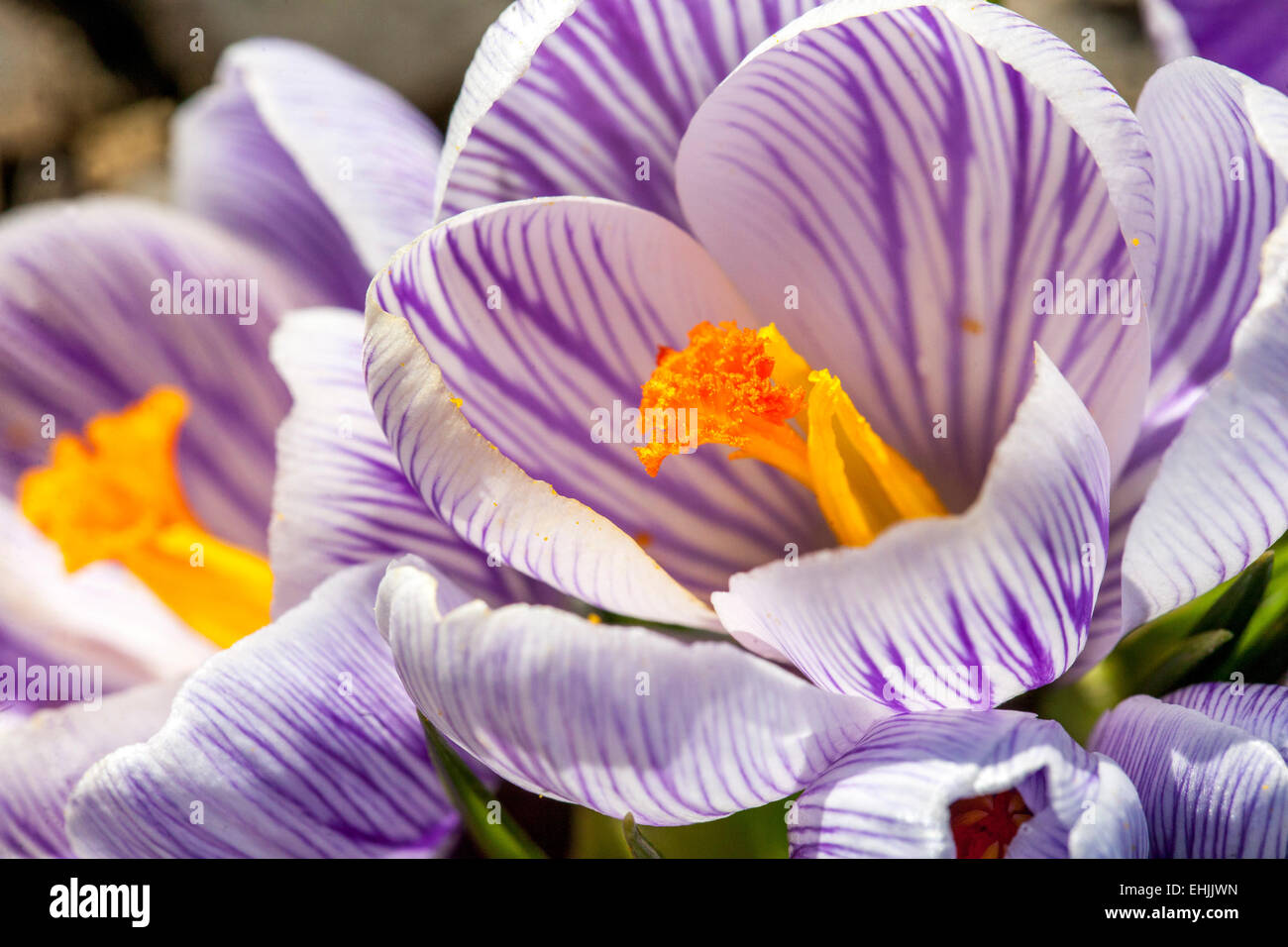 Crocus vernus "Pickwick' che fiorisce in primavera Foto Stock