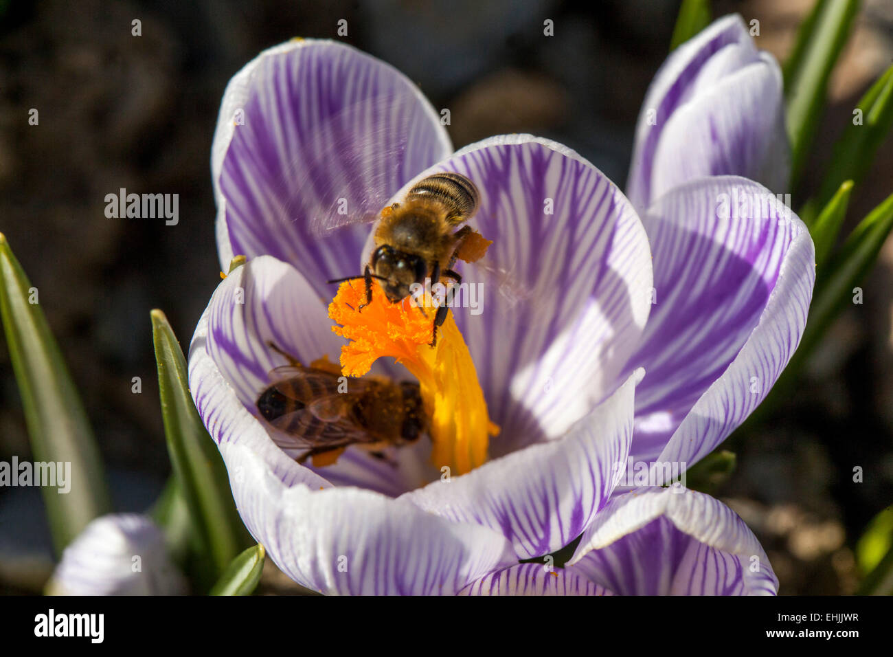 Crocus vernus "Pickwick' in fiore e bee Foto Stock