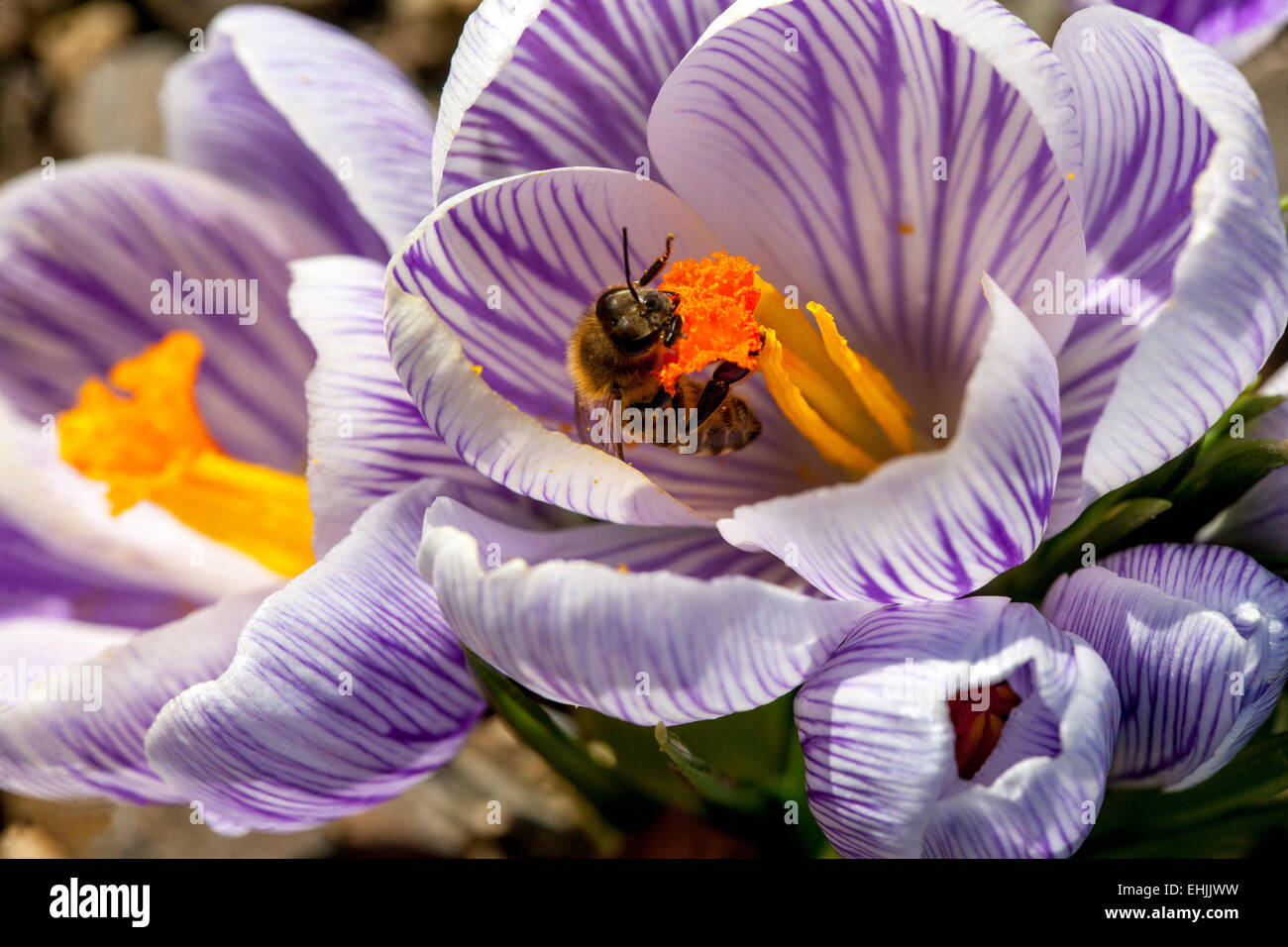 Crocus vernus "Pickwick' in fiore e bee Foto Stock