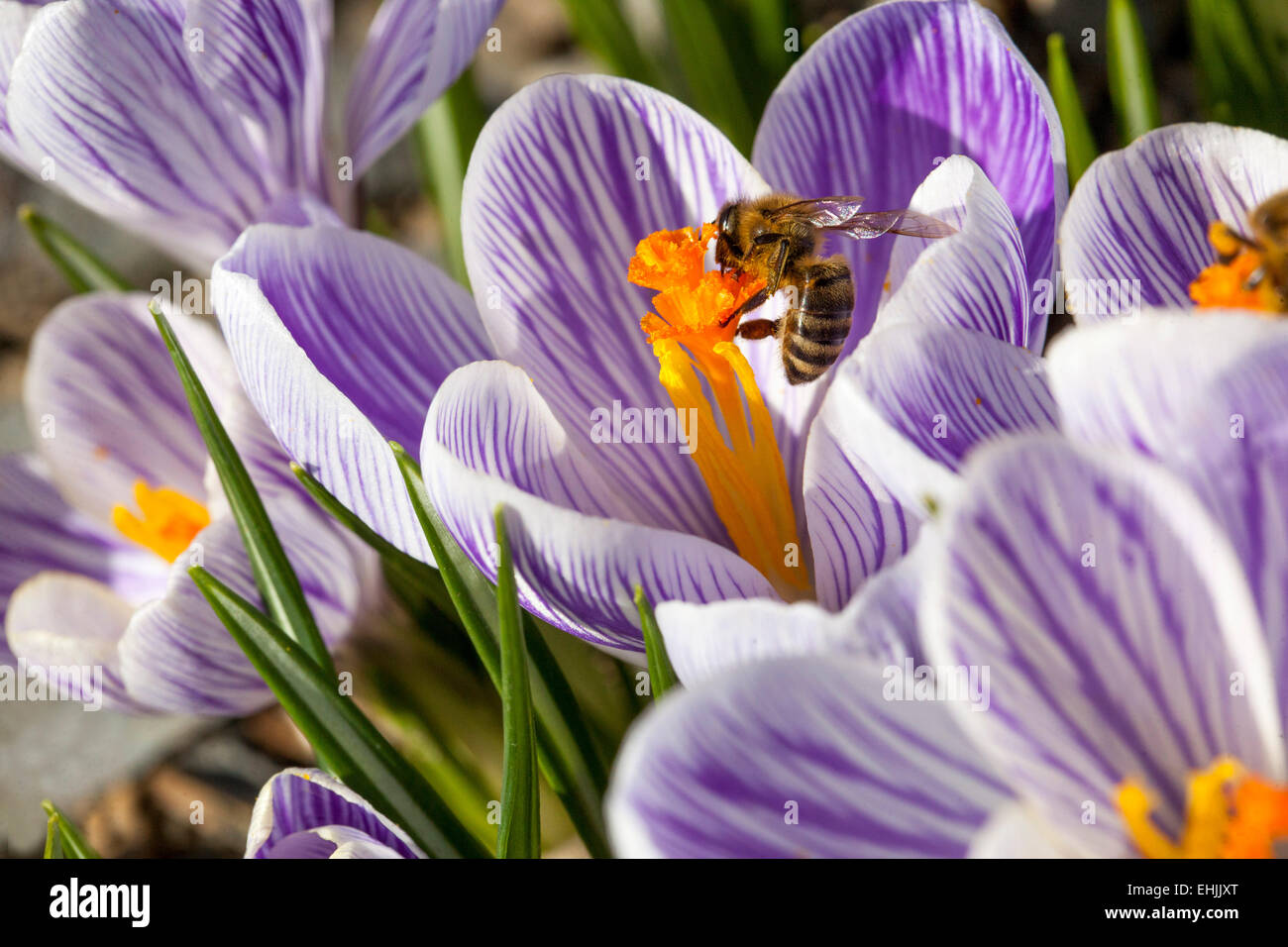 Crocus vernus 'Pickwick' in fiore e ape su stigma e pistils Foto Stock