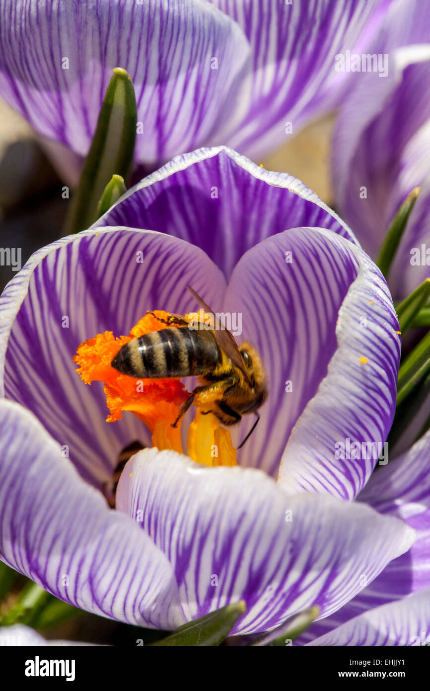 Crocus vernus 'Pickwick' in fiore e ape Crocus Pickwick Foto Stock