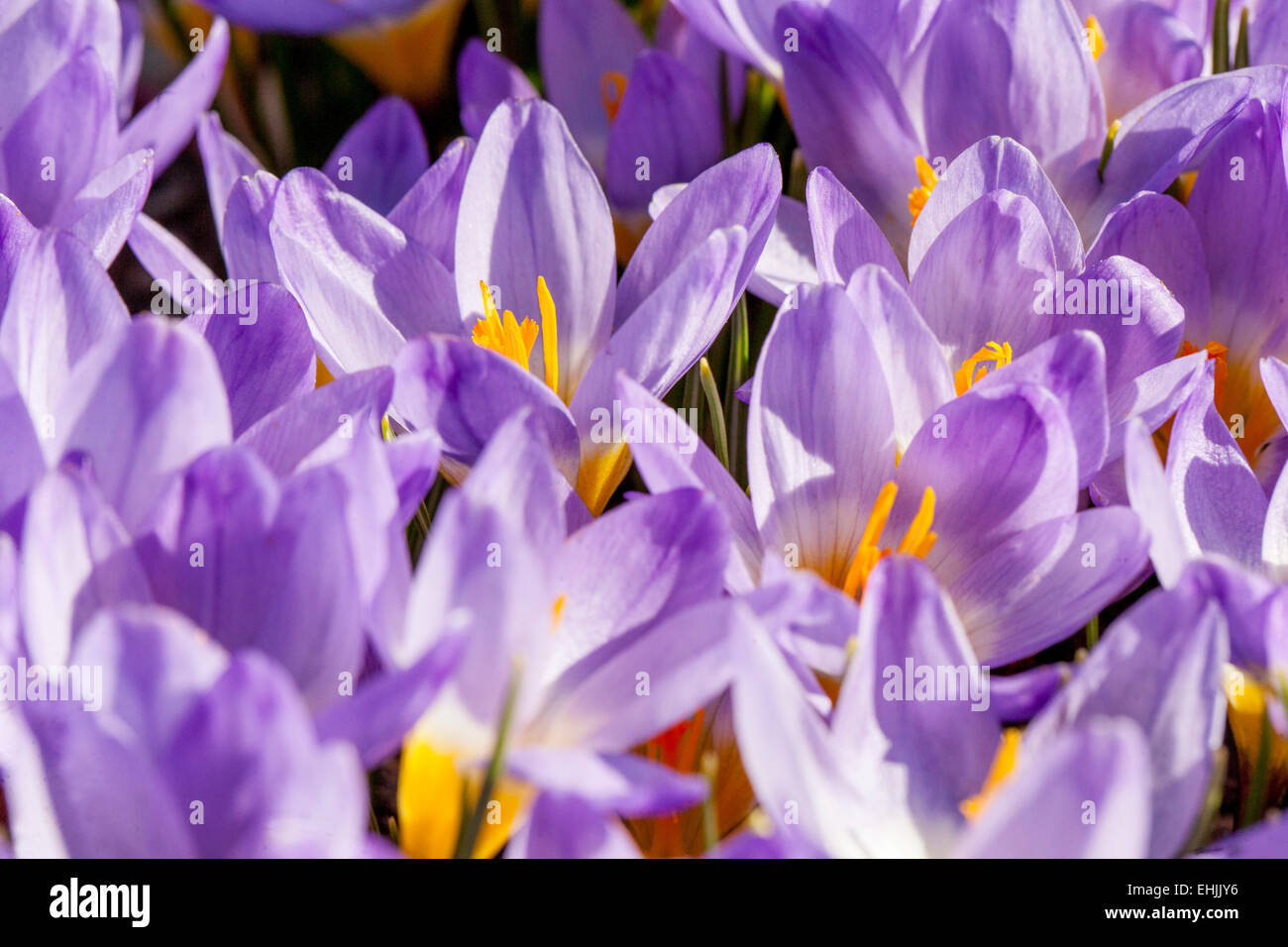 Crocus Sieberi tricolore Foto Stock