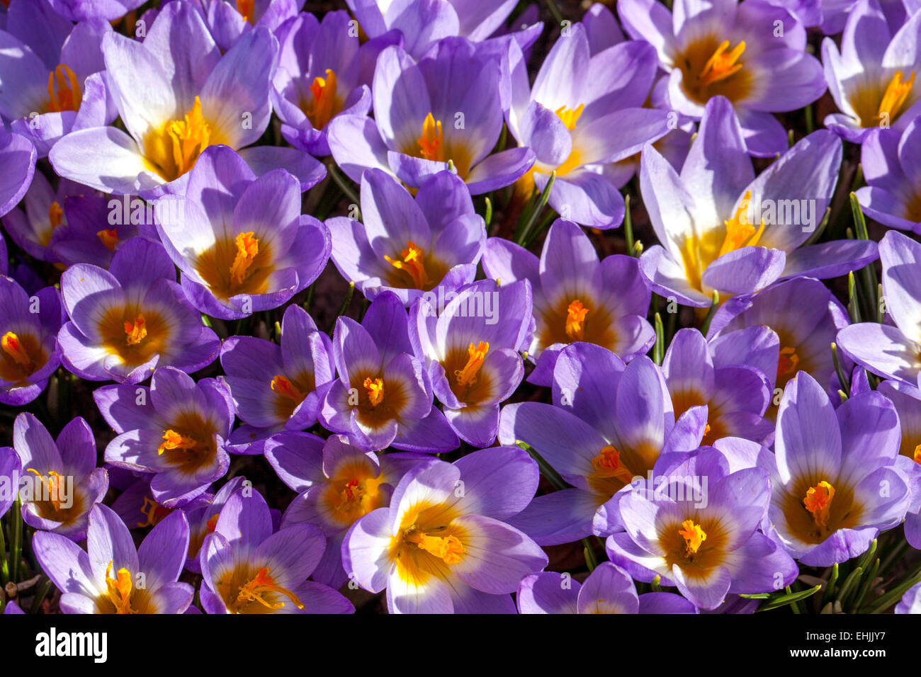Crocus Sieberi tricolore Foto Stock