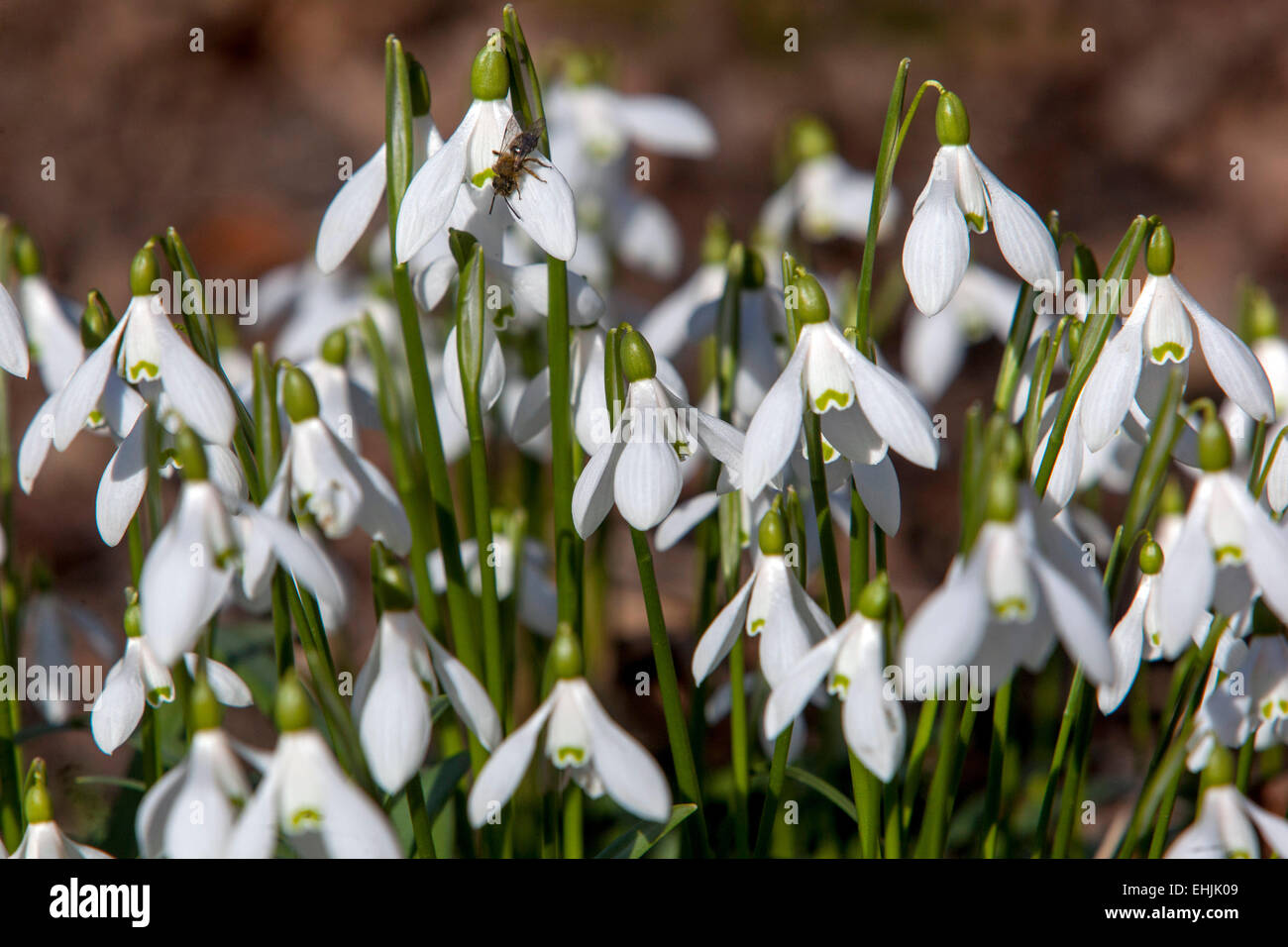 Nevicate, Galanthus nivalis primavera fiori giardino Foto Stock