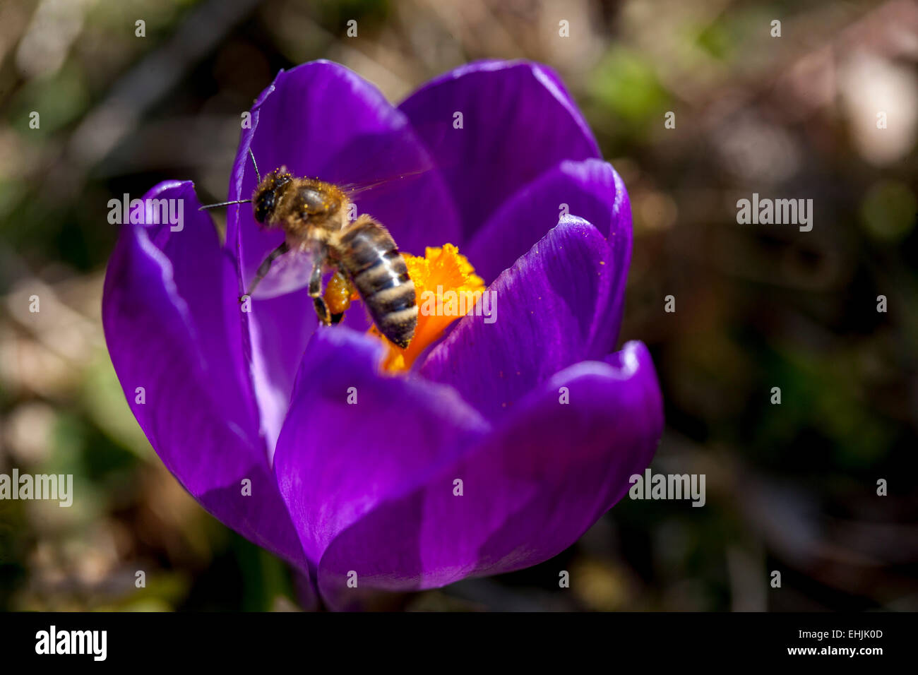 Ape di Crocus in fiore Foto Stock