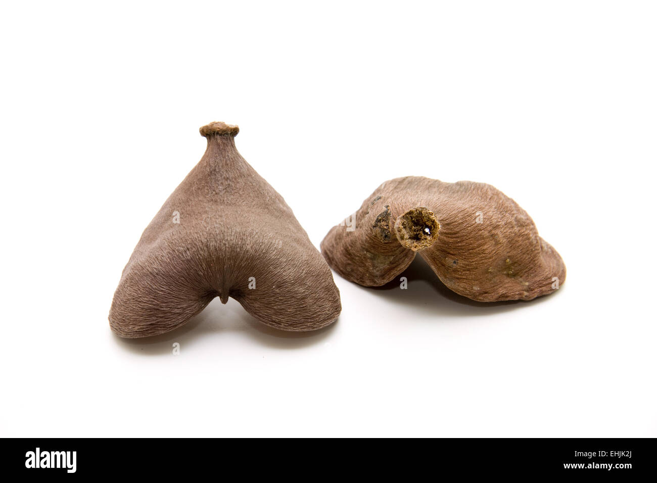 Guscio di noce Foto Stock