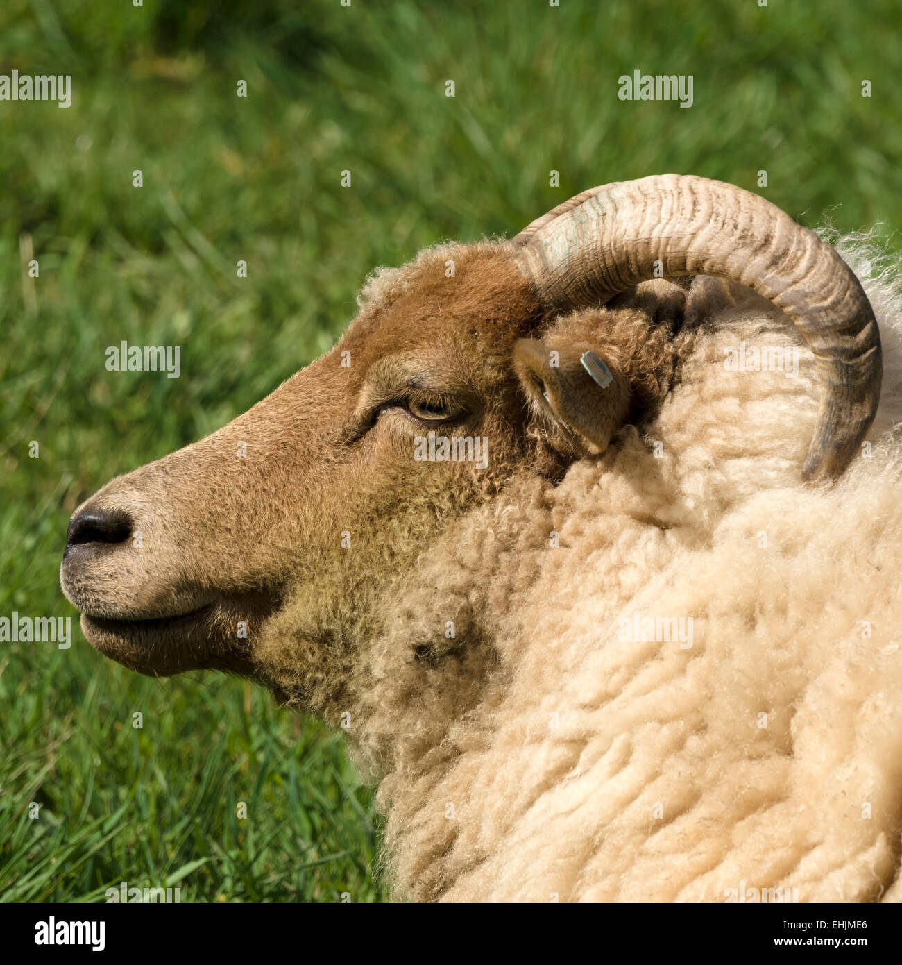 Portland ovini pecora con le corna ricurve, Derbyshire, England, Regno Unito Foto Stock