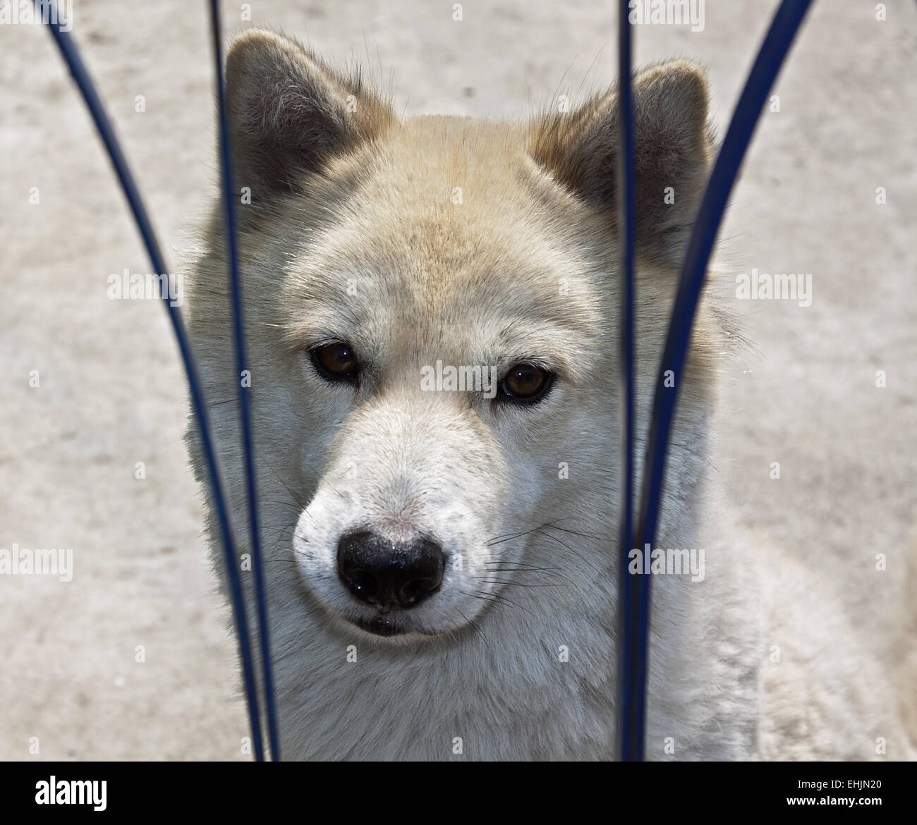 Husky Animal Shelter Foto Stock