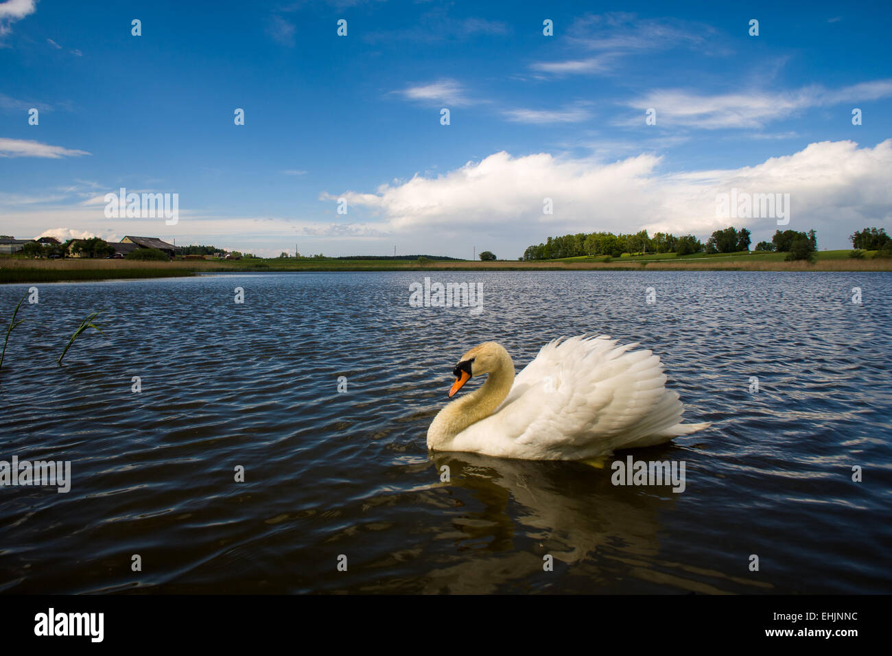 Paesaggio con cigno Foto Stock