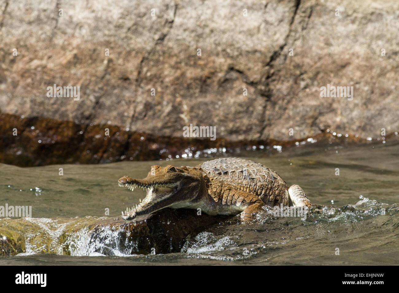 Australian coccodrillo di acqua dolce Foto Stock