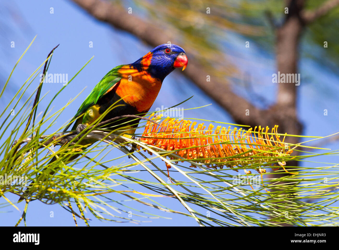 Rosso-lorikeet a collare Foto Stock