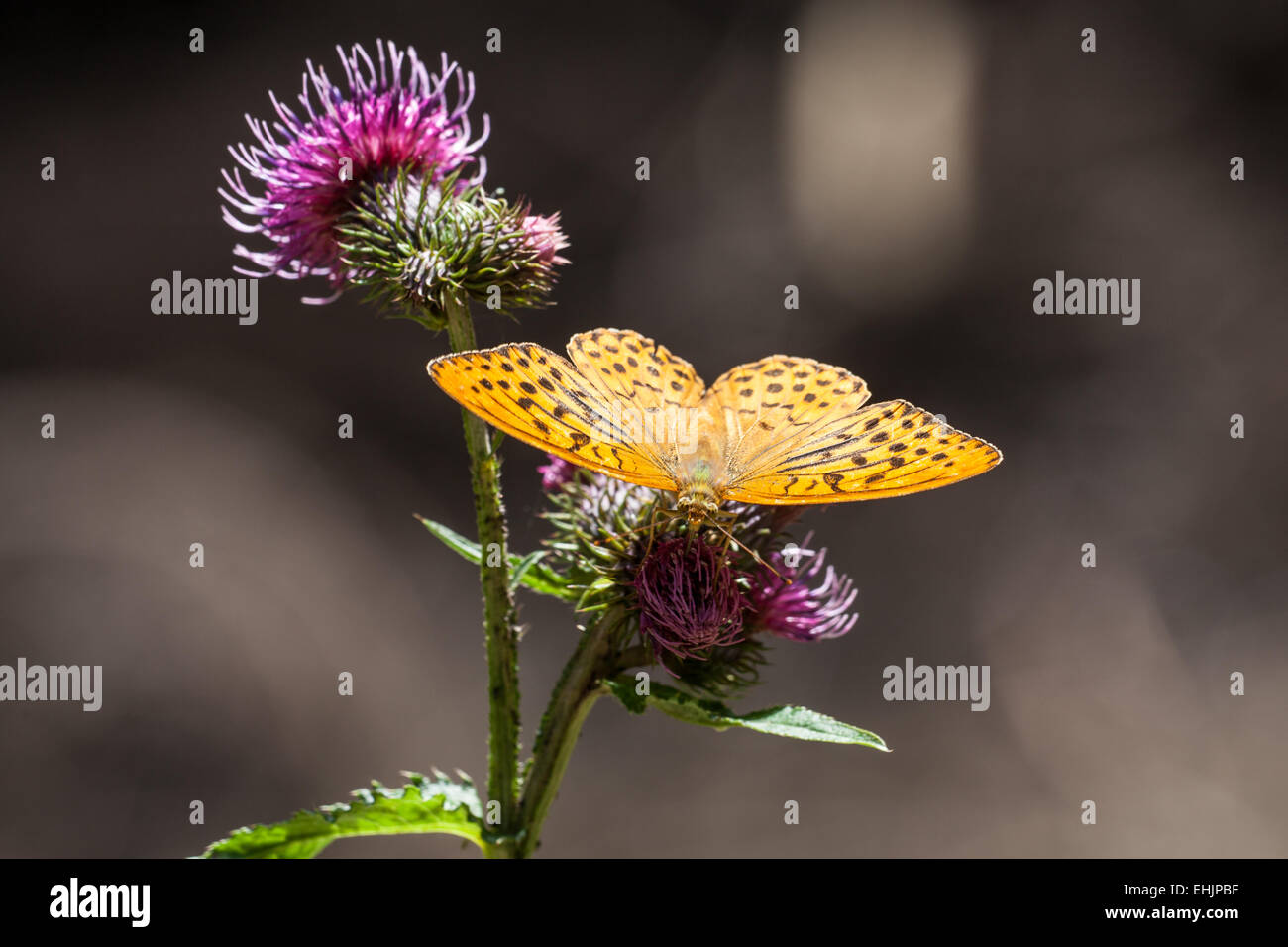 Argento-lavato Fritillary Foto Stock