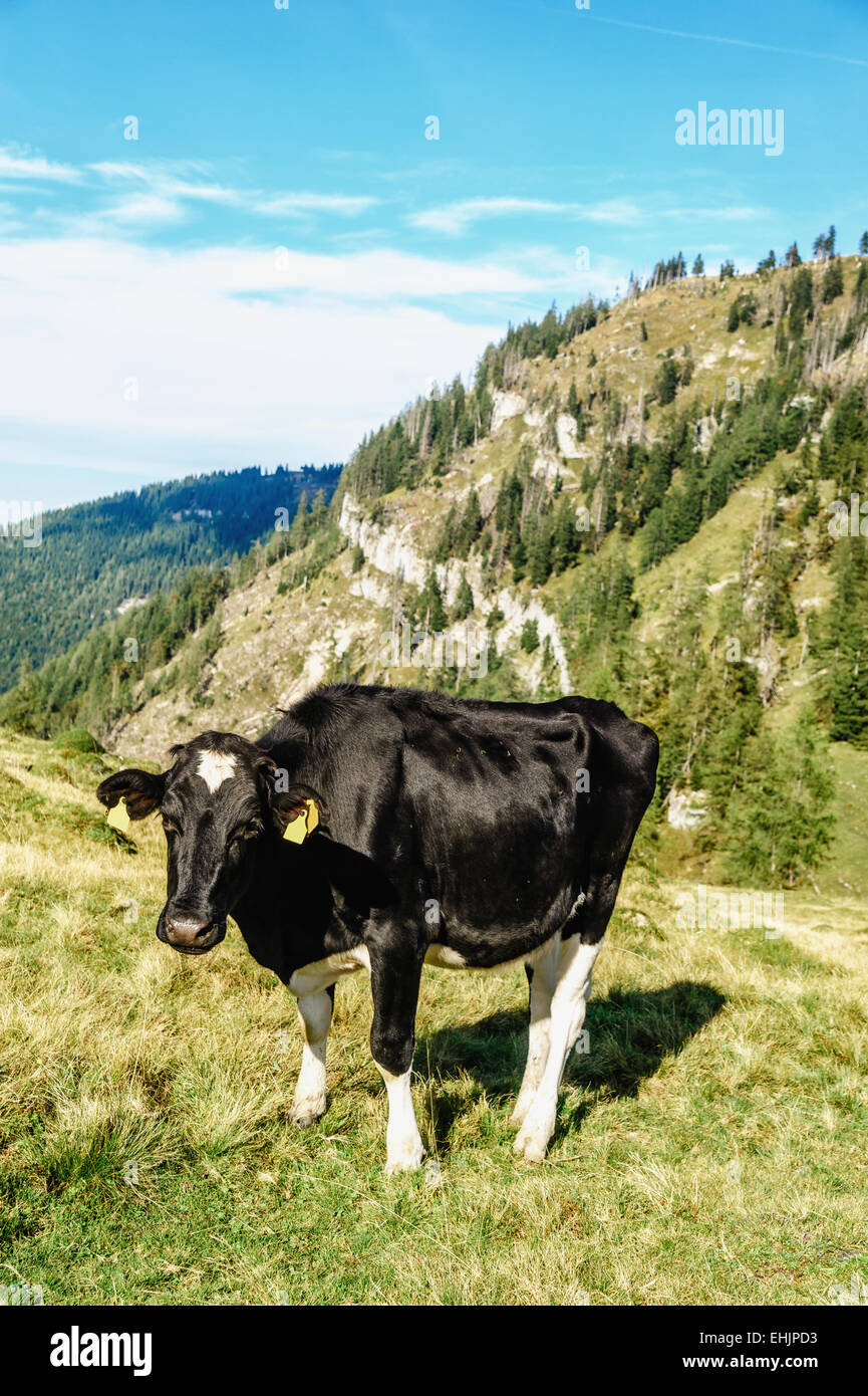 Mucca nera in piedi in un prato Foto Stock