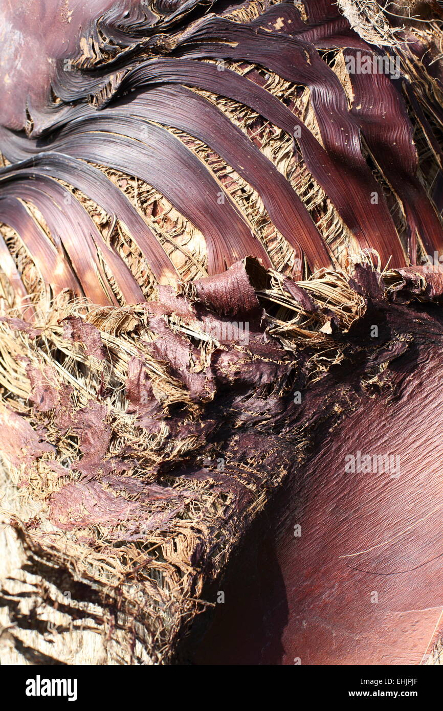 Rosso di corteccia di Palm con fibre. Foto Stock