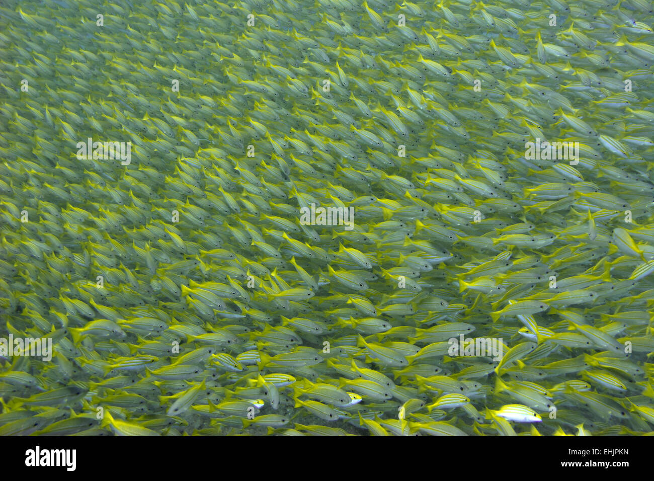 Banco dei pesci Foto Stock
