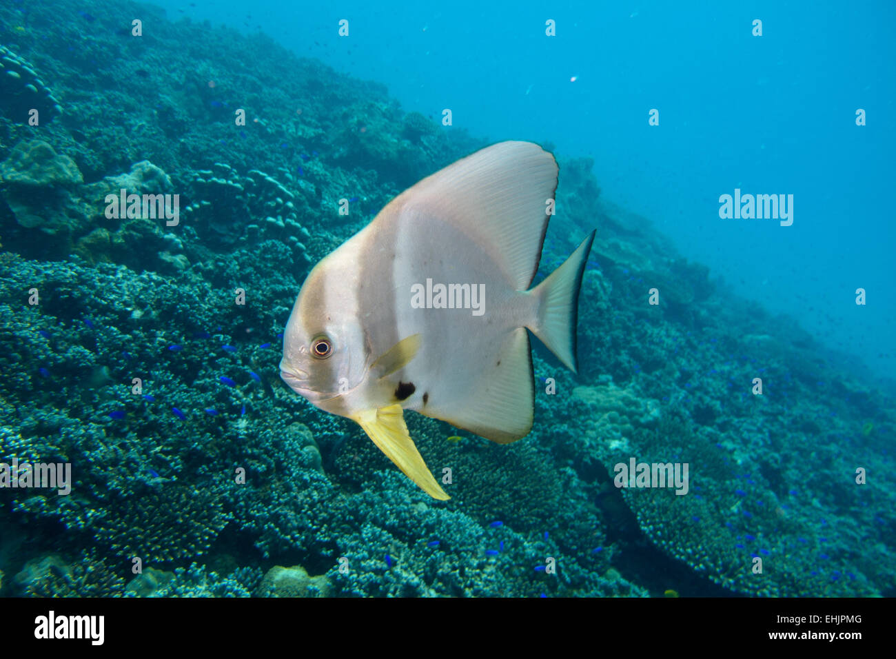 Batfish Longfin, Roundface Batfish o Round-di fronte Foto Stock