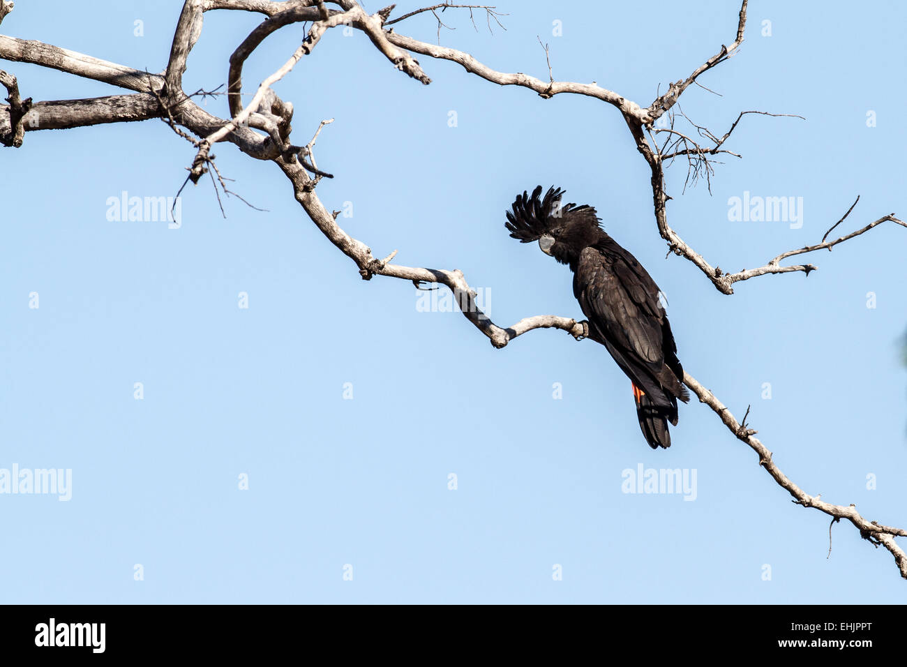 Red-tailed black cockatoo Foto Stock