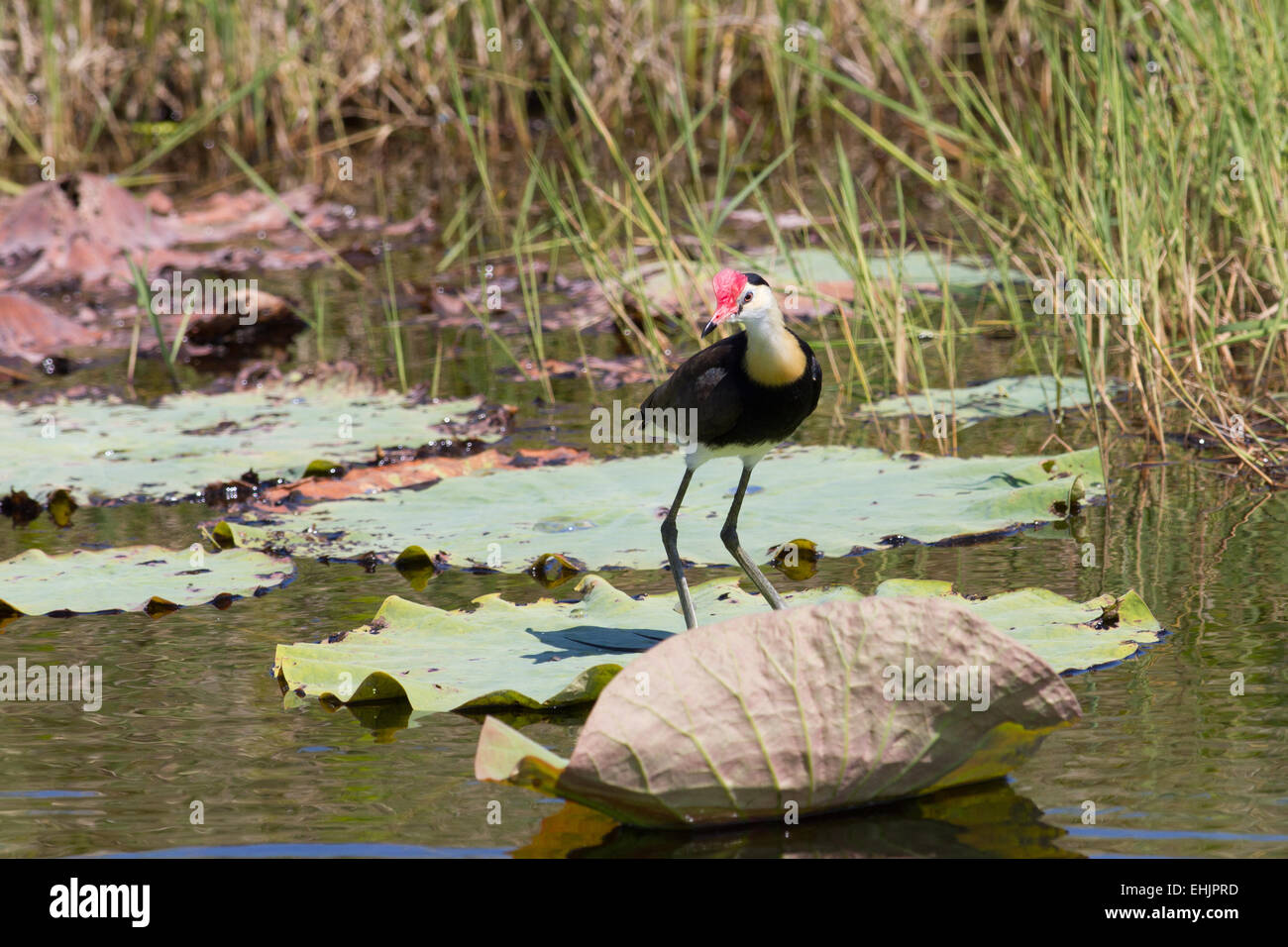 Pettine-crested Jacana Foto Stock