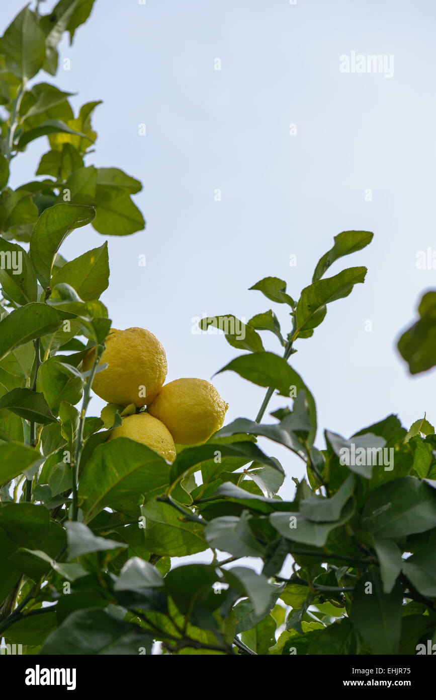Bello e colorato su limone albero in Italia vicino Roma Foto Stock