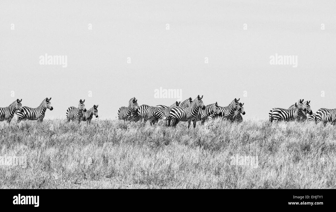 La fotografia in bianco e nero delle zebre nel Parco Nazionale del Serengeti, Tanzania Africa. Foto Stock