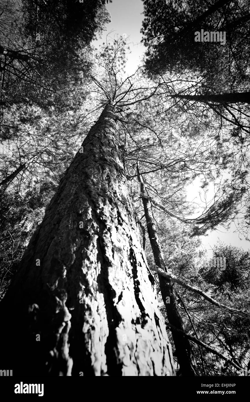 Abstract immagine in bianco e nero di cime degli alberi della foresta. Può essere utilizzato come sfondo. Foto Stock