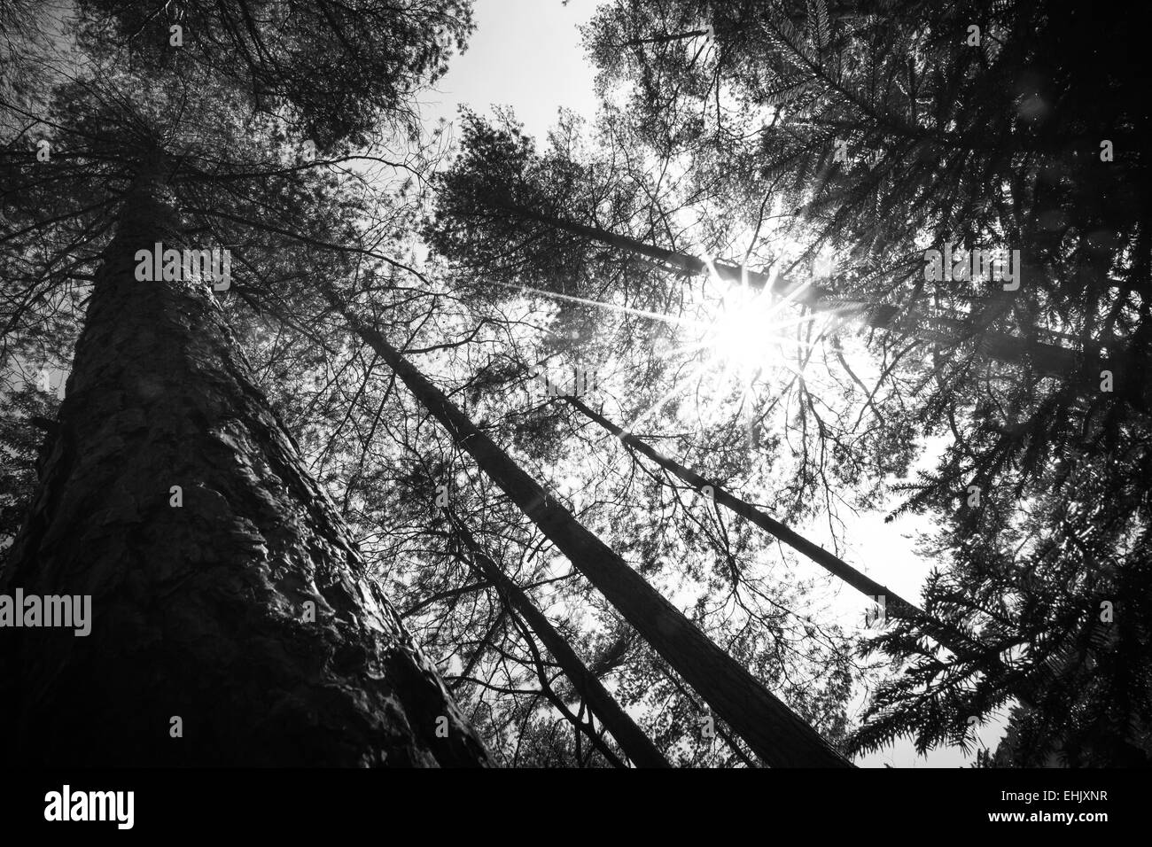 Abstract immagine in bianco e nero di cime degli alberi della foresta. Può essere utilizzato come sfondo. Foto Stock