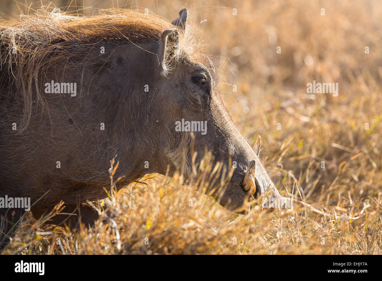 Selvatica a piedi di porco in Ngorongoro, Tanzania Africa. Foto Stock