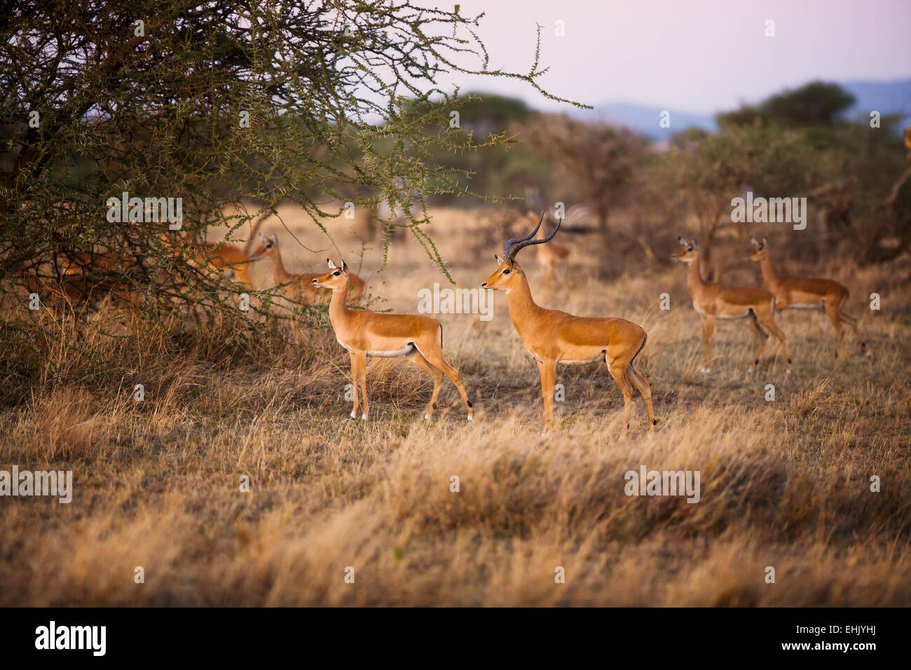 Gazelle guardando i nemici dopo un inizio di mattina nel Serengeti, Tanzania Africa. Foto Stock